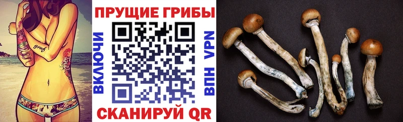 Галлюциногенные грибы Psilocybe  хочу   Приозерск 